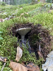 Russula brevipes