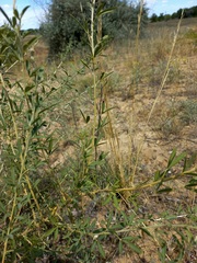 Chamaecytisus borysthenicus