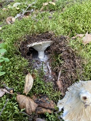 Russula brevipes