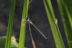 Ischnura verticalis