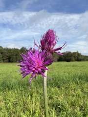 Cirsium rivulare