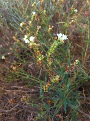 Anchusa ochroleuca