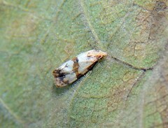 Phalonidia contractana