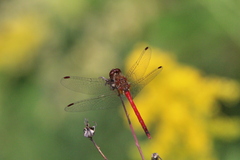Sympetrum vicinum