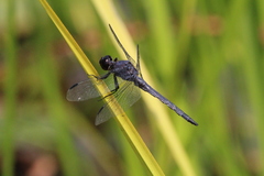 Libellula incesta