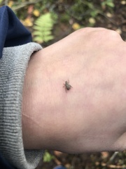 Strophosoma capitatum