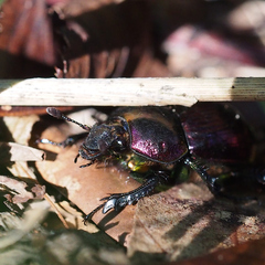 Phelotrupes auratus
