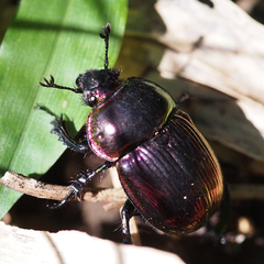 Phelotrupes auratus