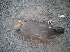 Turdus hortulorum