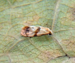 Phalonidia contractana