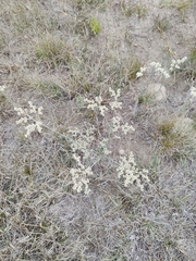 Eriogonum annuum