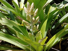 Wittmackia antillana