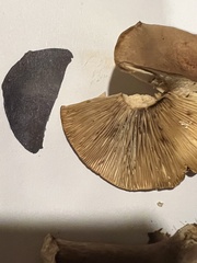 Lactarius helvus