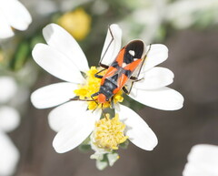 Melanerythrus mactans