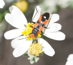 Melanerythrus mactans