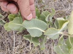 Asclepias arenaria