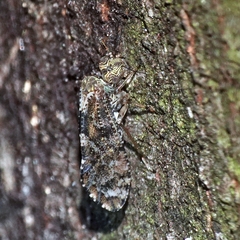 Nimbopsocus australis
