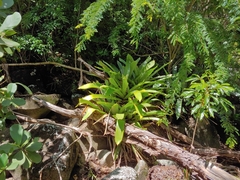 Wittmackia antillana