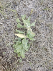 Asclepias arenaria