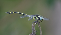 Ictinogomphus rapax