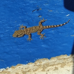 Tarentola mauritanica