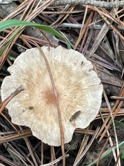 Desarmillaria tabescens