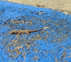 Tarentola mauritanica