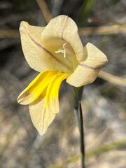 Gladiolus carinatus