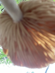 Desarmillaria tabescens