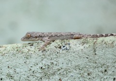 Hemidactylus leschenaultii