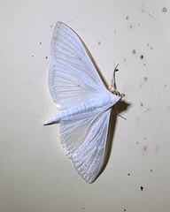 Palpita