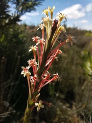 Struthiola eckloniana