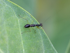 Odontomantis