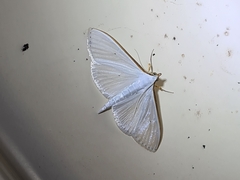 Palpita