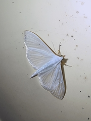 Palpita