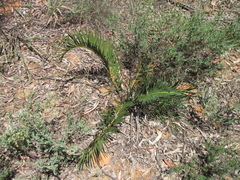 Macrozamia