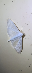 Palpita