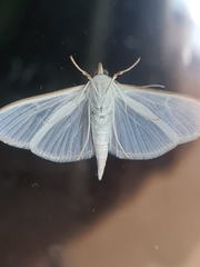 Palpita