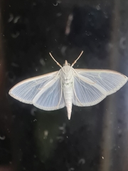 Palpita
