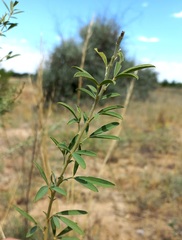Chamaecytisus borysthenicus