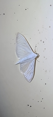 Palpita