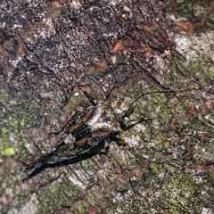 Nimbopsocus australis