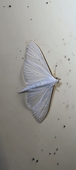 Palpita