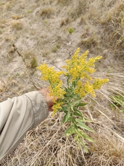 Solidago missouriensis