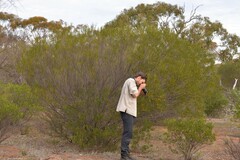 Acacia acuminata