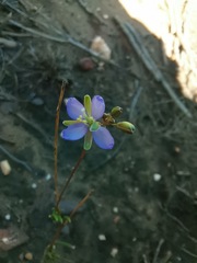 Heliophila subulata
