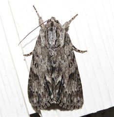 Acronicta longa