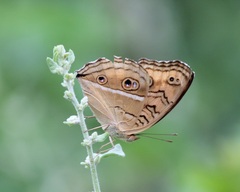 Junonia almana