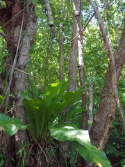 Libidibia monosperma