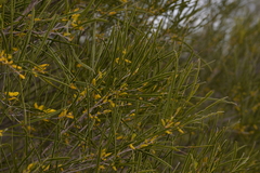 Acacia acuminata
